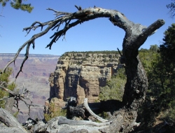 27 Grand Canyon Stromovy oblouk