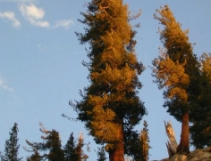 Evening Pine