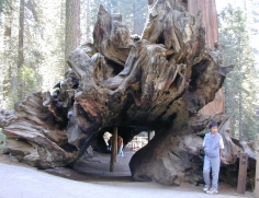 Sequoia Shelter