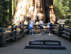 General Sherman 3