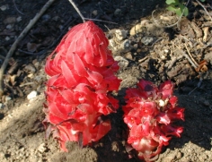 Red Juicy Flower
